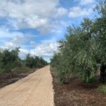Olive oil tasting and olive grove walking tour - Discovering the Olive Groves of Apulia