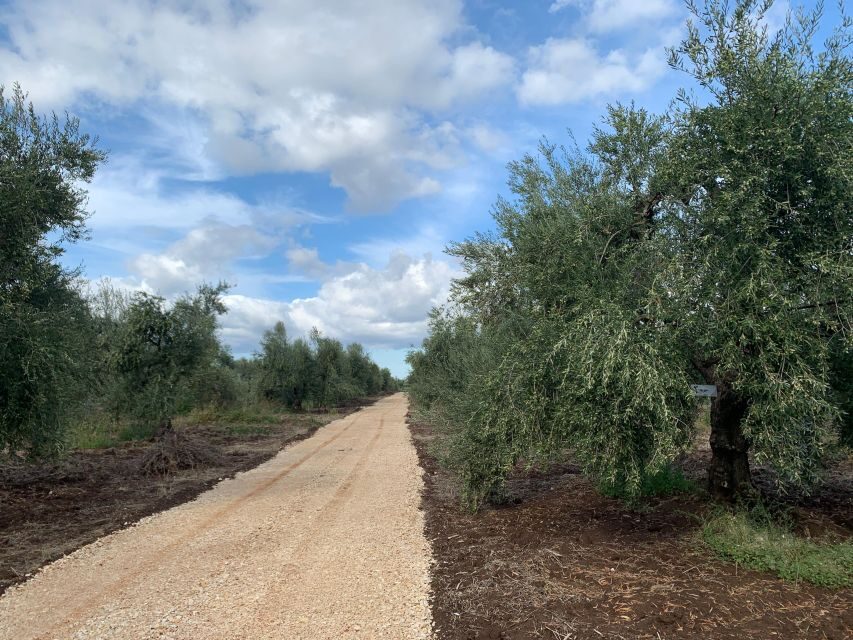 Olive oil tasting and olive grove walking tour - Discovering the Olive Groves of Apulia
