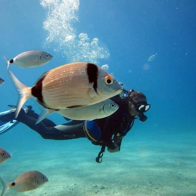 Oludeniz Half Day Scuba Diving Program - The Experience from Reviews