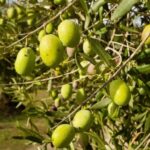 Oristano: Olive Tree Grove Guided Visit with Tasting - An In-Depth Look at the Olive Grove Guided Tour