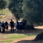 Ostuni: Farm tour among thousand-year-old olive trees with oil tasting - What You Can Expect During the Tour