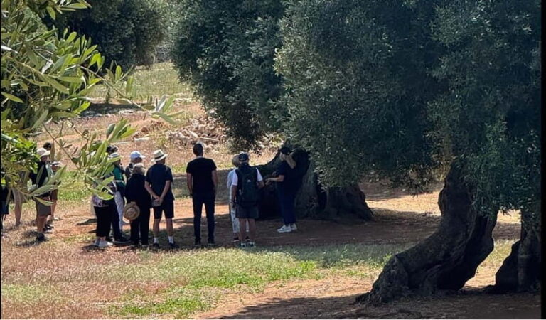 Ostuni: Farm tour among thousand-year-old olive trees with oil tasting - What You Can Expect During the Tour