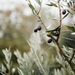 Ostuni: Olive Oil Tasting Tour - The Itinerary Breakdown