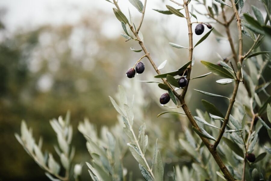 Ostuni: Olive Oil Tasting Tour - The Itinerary Breakdown