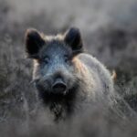 Otterlo: De Hoge Veluwe National Park Entry Ticket - What You Can Expect on Your Visit