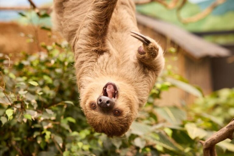 Overloon: ZooParc Entrance Ticket - Frequently Asked Questions