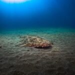 PADI ADVANCED OPEN WATER DIVER - Practical Details & Tips