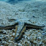 PADI Scuba Diving Program for Beginners in Peloponesse - Authentic Experiences From Past Participants