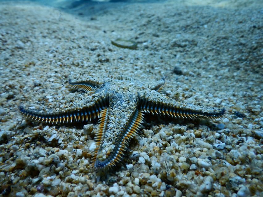 PADI Scuba Diving Program for Beginners in Peloponesse - Authentic Experiences From Past Participants