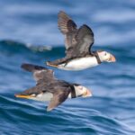 Padstow: Guided RIB Sealife Safari - Who Would Love This Experience?