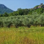 Palma de Mallorca: Son Juliana Wine Experience and Tasting - Authentic Feedback from Visitors