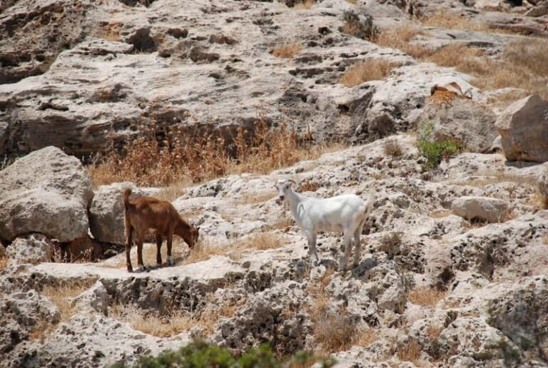 Paphos :Akamas Jeep Safari with cruise to the Blue Lagoon - The Blue Lagoon Experience