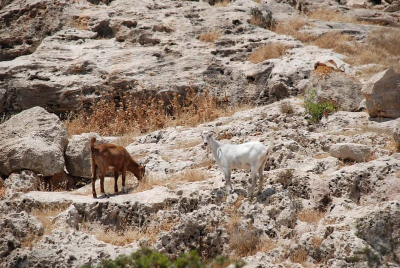 Paphos :Akamas Jeep Safari with cruise to the Blue Lagoon - The Blue Lagoon Experience