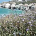 Paphos: Akamas, Waterfalls & Blue Lagoon of Aphrodite Tour - Practical Details and Transportation