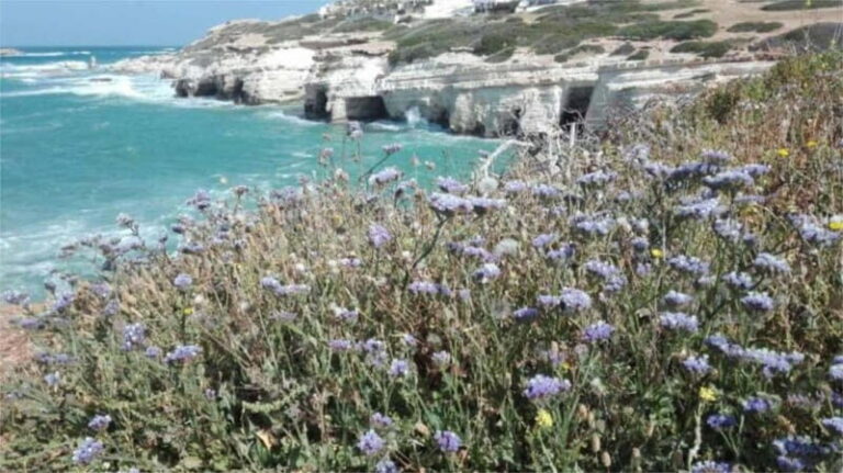 Paphos: Akamas, Waterfalls & Blue Lagoon of Aphrodite Tour - Practical Details and Transportation