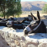Paphos/Limassol: Donkey Farm Day Trip with Lunch & Tastings - Insights from Reviews
