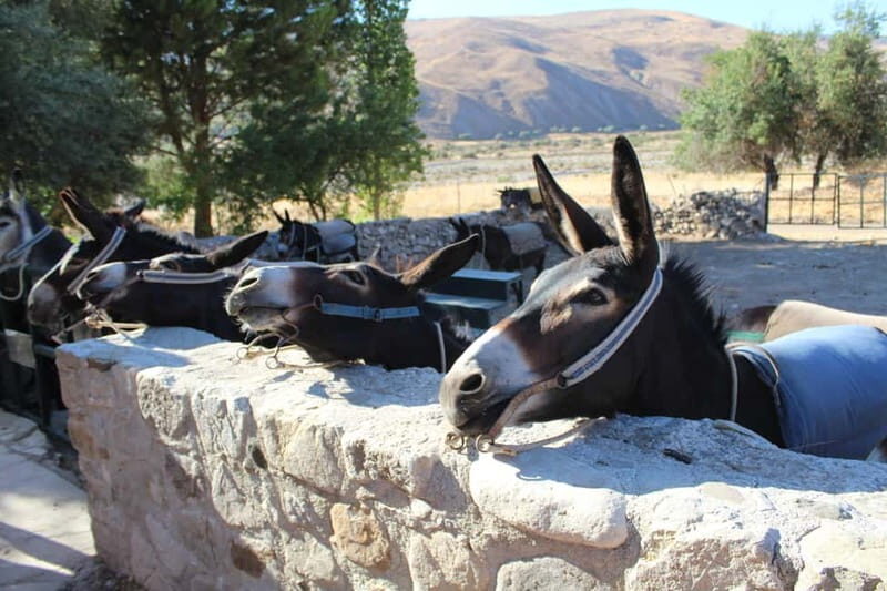 Paphos/Limassol: Donkey Farm Day Trip with Lunch & Tastings - Insights from Reviews