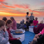 Paphos: Turtle Watching Cruise,Snorkelling Adventure &Sunset - The Value of This Experience