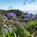 Paradise Valley half-day morning walk. - The Authentic Charm of Madeira’s Landscape