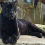 Paris: Paris Zoological Park Entrance Ticket - Who Is This Zoo Best For?