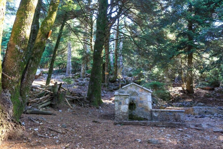 Parnitha (Parnis) / Skipiza & Mola loop - Hike near Athens - Wildlife and Nature