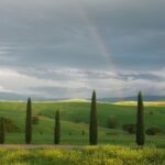 Passeggiando nell'uliveto: come nasce l'olio extrav d'oliva? - The Sum Up