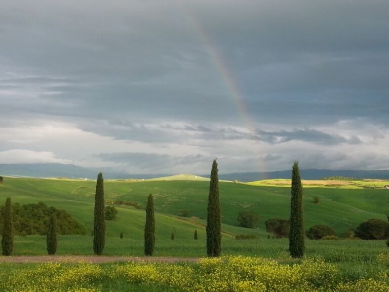 Passeggiando nell'uliveto: come nasce l'olio extrav d'oliva? - The Sum Up