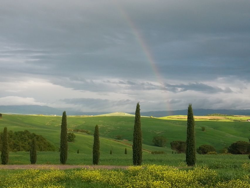 Passeggiando nell'uliveto: come nasce l'olio extrav d'oliva? - The Sum Up