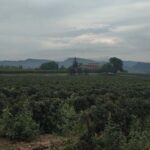 Penedes: Private Wine and Cava Tasting Tour - Analyzing the Value
