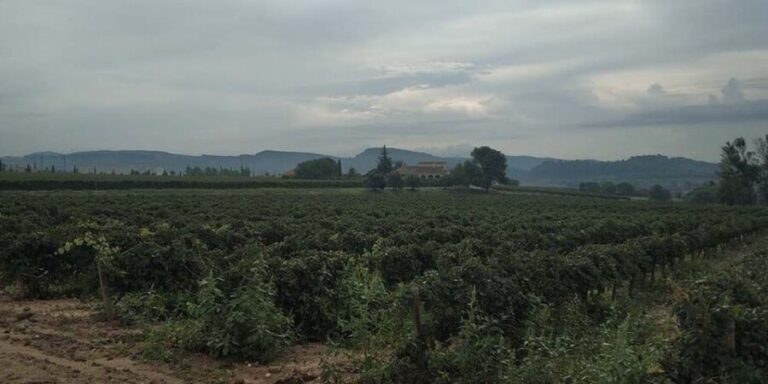 Penedes: Private Wine and Cava Tasting Tour - Analyzing the Value