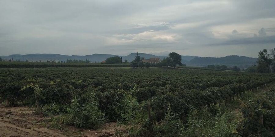 Penedes: Private Wine and Cava Tasting Tour - Analyzing the Value