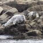 Penzance: Land's End Boat Tour with Wildlife Guides - What We Loved About the Tour