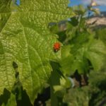 Pic nic Deluxe Assisi and wine tasting 5 wines - A Detailed Look at the Assisi Wine & Picnic Tour