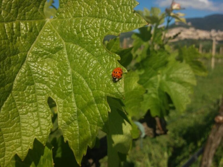 Pic nic Deluxe Assisi and wine tasting 5 wines - A Detailed Look at the Assisi Wine & Picnic Tour