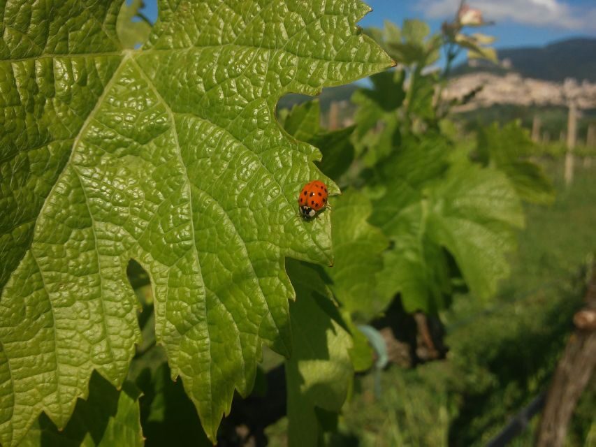 Pic nic Deluxe Assisi and wine tasting 5 wines - A Detailed Look at the Assisi Wine & Picnic Tour