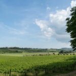 PICNIC on the estate - wine and vineyards - FAQ