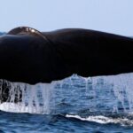 Pico Island: Azores Whale & Dolphin Watching on Zodiac Boat - Experience Breakdown: What Makes Each Part Special