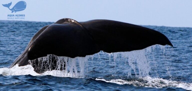 Pico Island: Azores Whale & Dolphin Watching on Zodiac Boat - Experience Breakdown: What Makes Each Part Special