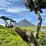 Pico island: highlights, wine tasting and local gastronomy - Practical Details and Value