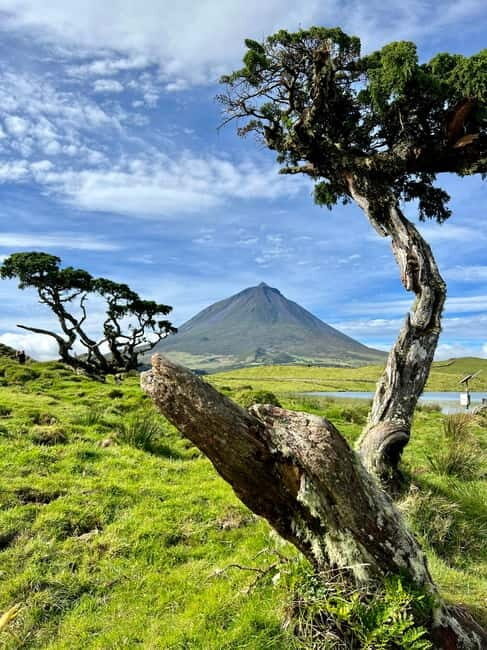 Pico island: highlights, wine tasting and local gastronomy - Practical Details and Value