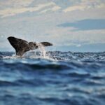 Pico Island: Whale Watching Experience from Lajes do Pico - What Youll See