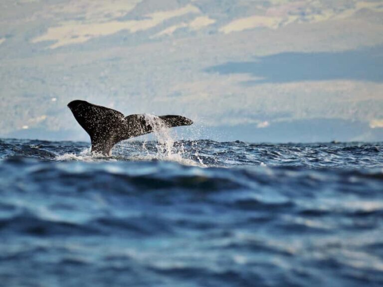 Pico Island: Whale Watching Experience from Lajes do Pico - What Youll See