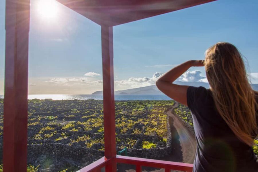 Pico Island: Wine and Vineyards Tour with Tasting - Learning About the Golden Wine Age and Abandoned Adegas