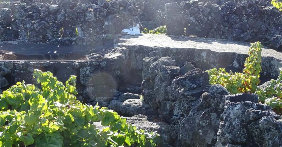 Pico Wine Tours - The Value of a Private, Guided Experience