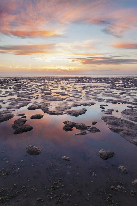 Pieterburen: Wadden Sea Mudflats Guided Walking Tour - Why this tour is a great value