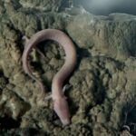 Piran: Half-Day Caves and Castles Tour from Portoro - The Charm of Predjama Castle: A Medieval Fortress on a Cliff