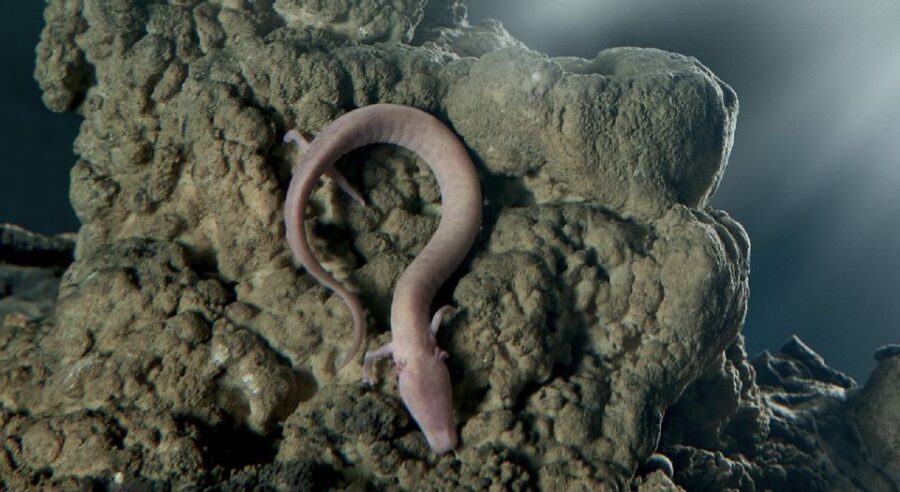 Piran: Half-Day Caves and Castles Tour from Portoro - The Charm of Predjama Castle: A Medieval Fortress on a Cliff