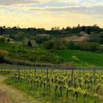 Pisa: Winery Tour and Wine Tasting with Local Food Pairing - Who Would Love This?