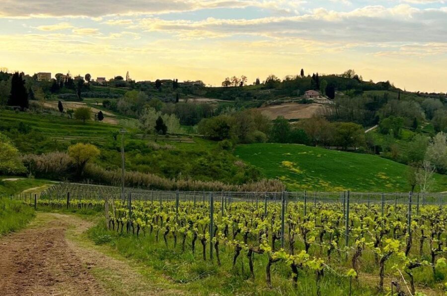 Pisa: Winery Tour and Wine Tasting with Local Food Pairing - Who Would Love This?