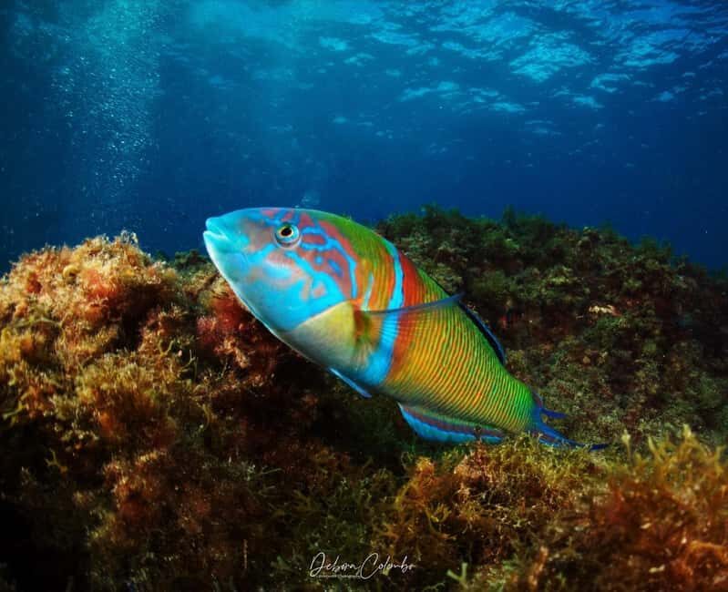 Playa Chica: Try Dive with Instructor - What to Expect from Your Playa Chica Try Dive